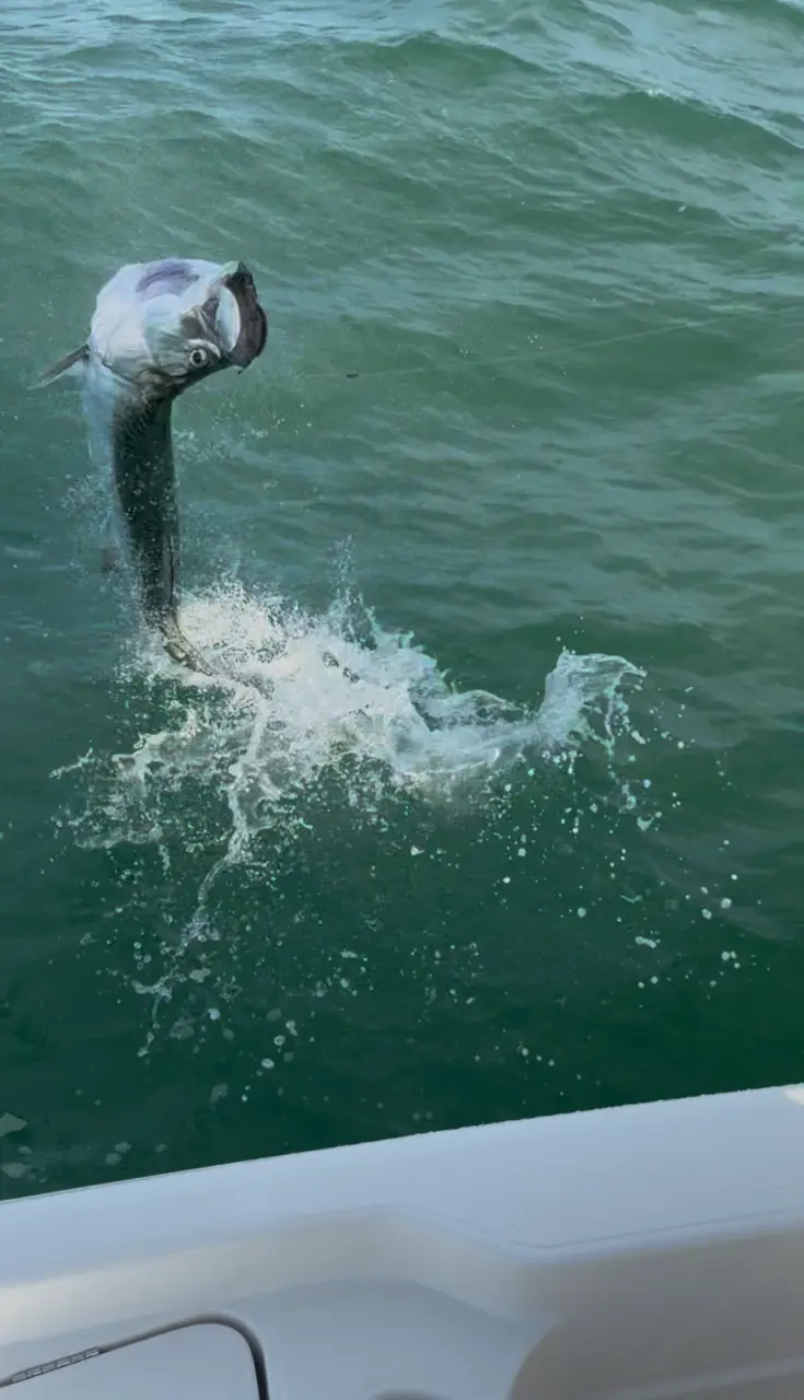 Tarpon leaping out of the water beside a fishing boat.